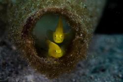 Blue Eyes Buddies Yellow Goby by Taco Cheung 